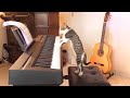 Funniest Cats  - Funny Cats Life #shorts