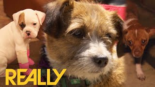 Seasons 6’s Best Dog Rescues! (BehindTheScenes) | Pit Bulls & Parolees