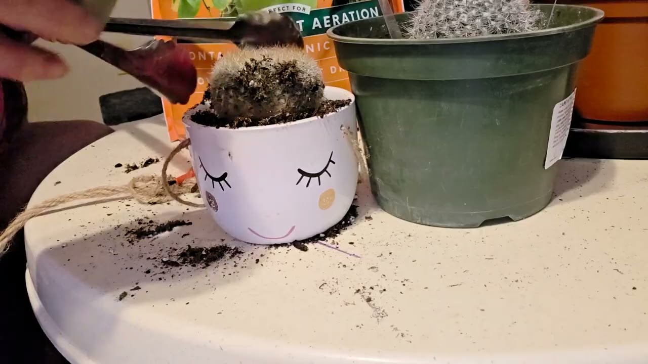 Repotting a tiny cactus (ouch) 🌵 cute pot, sharp surprise!