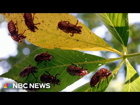 South Carolina residents calling police over noisy cicadas.