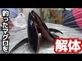 サメに半分食われたマグロを解体した！#7