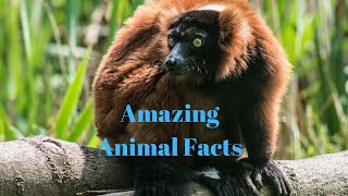 Amazing Facts About Animals | 2