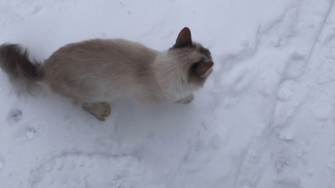 Домашняя кошка на прогулке. - YouTube