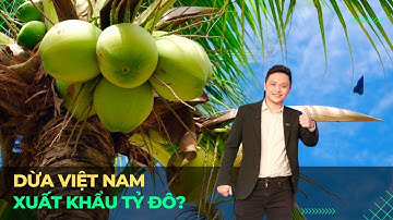 Dừa Việt Nam xuất khẩu tỷ đô? | VTVMoney
