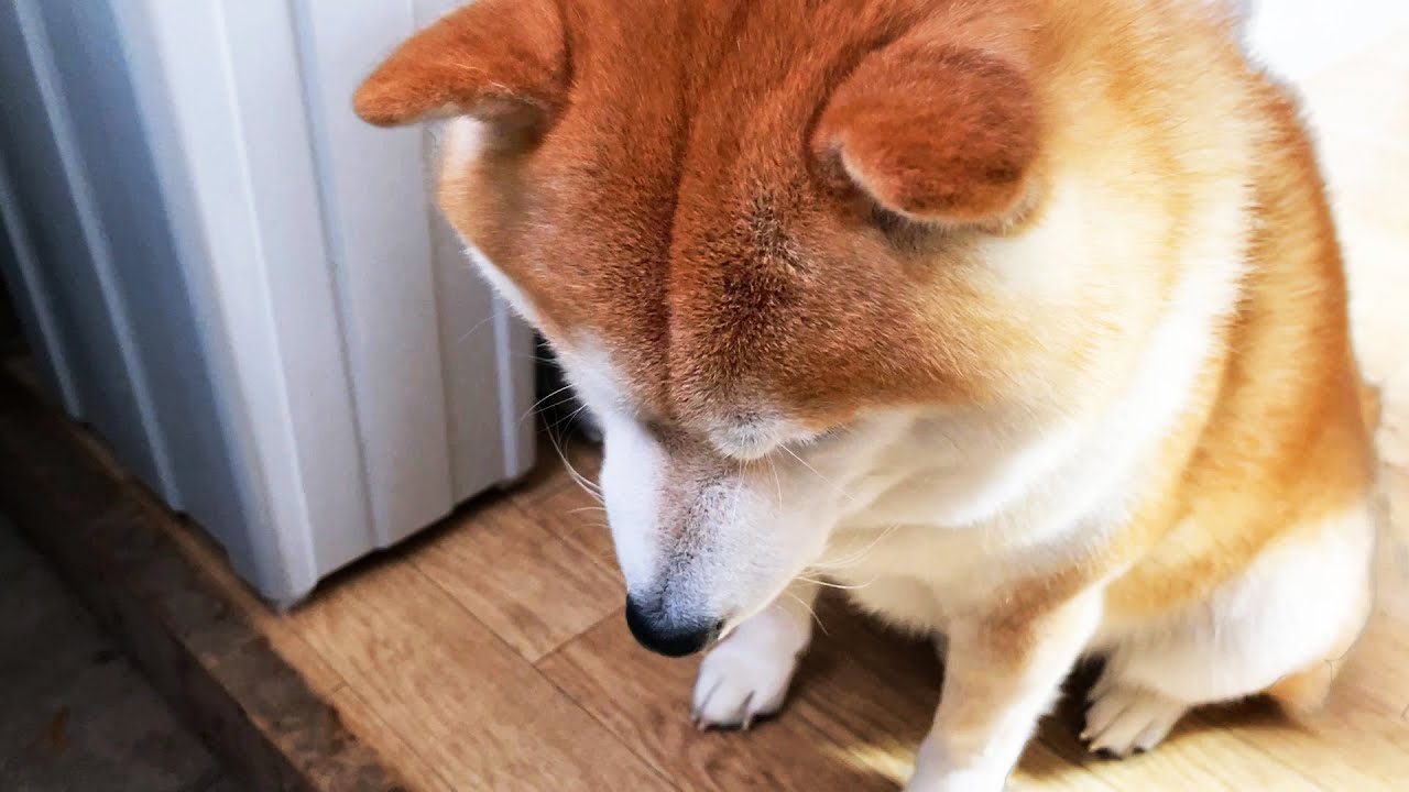 叱られて部屋のすみっこでションボリ 反省中の柴犬が愛おしすぎて放置できない 動画 柴犬ライフ Shiba Inu Life