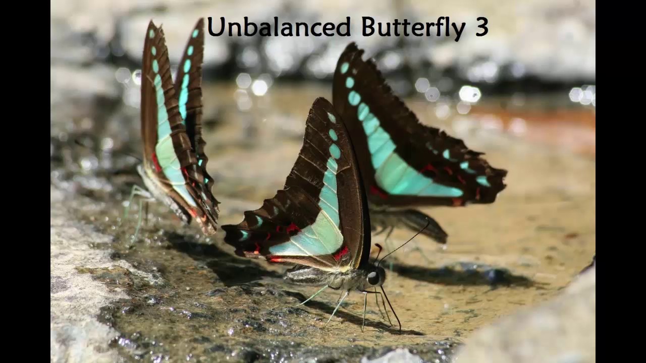 Unbalanced Butterfly 3