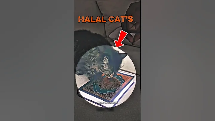 Halal Cat's In Islam ☝️☪️