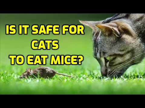 Can Eating Mice Make Cats Sick?
