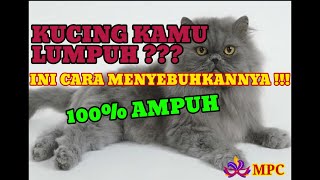 CARA MENYEMBUHKAN KUCING LUMPUH || CEPAT & TANPA RIBET !!