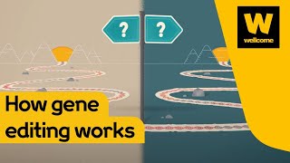 What is gene editing and how does it work? | Wellcome