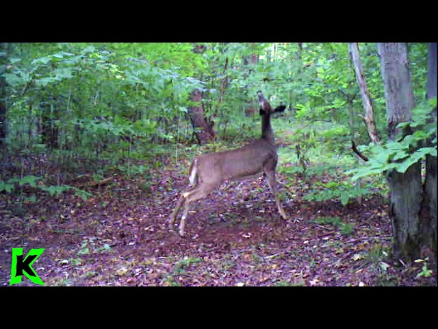 Mock Scrape Action