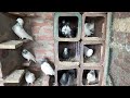 Kabutar ko bimari se kaise bachaye  how to prevent pigeon disease 