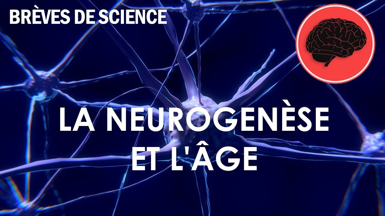 [Brèves de Science] La neurogenèse et l'âge Science et