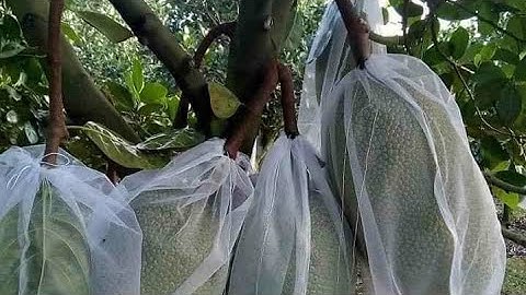 Túi bao trái mít,mít to nhỏ em có đủ,em nhận gủi ship /toàn quốc miễn phí ship từ 100 bao.