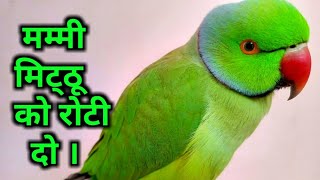 पापा मम्मी बोलता तोता || parrot talking mummy || indian ringneck parrot talking ||#parrot#kitu#mitu