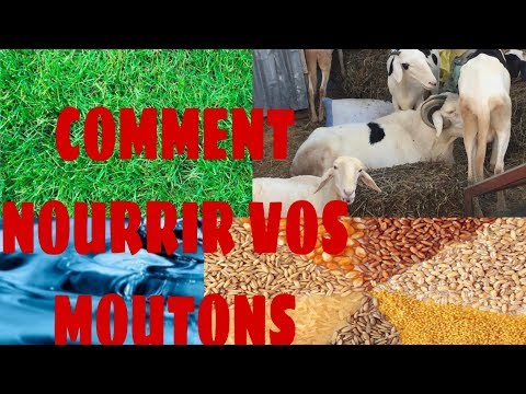 Vidéo: Vous ne savez toujours pas qui est un modérateur ?