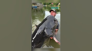 Cần thủ tóm sống cá trê khổng lồ dài 2,7m sau gần một tiếng vật lộn| #shorts