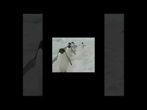 А мы идём на север Забавные пингвины