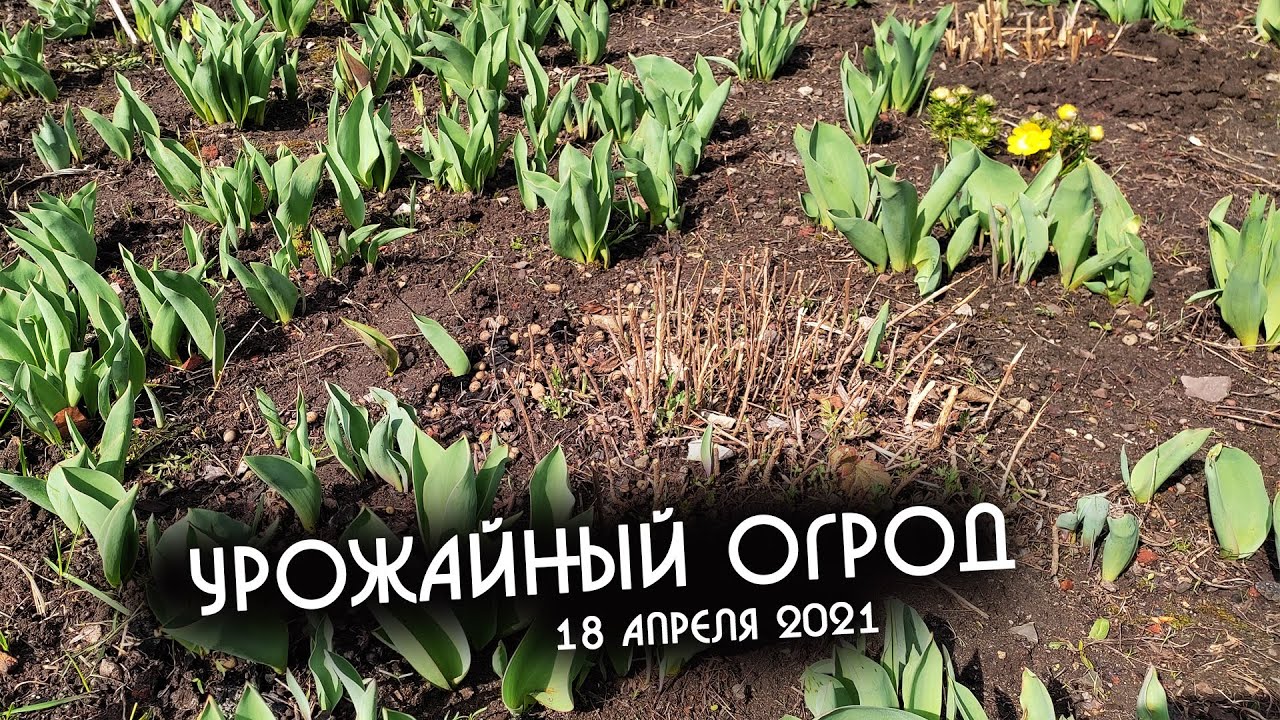 Урожайный Огород Татьяна Новое Видео 2022 Год Урожайный Огород Татьяна Новое Видео 2022 Год