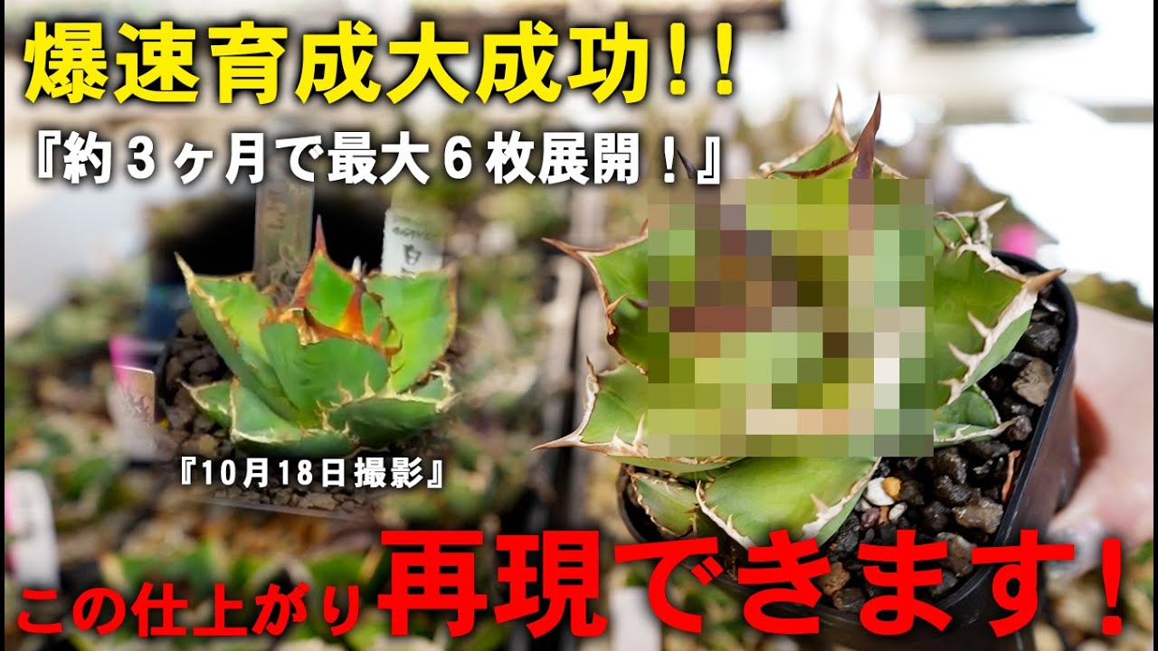 【アガベ】大成功！！3ヶ月でここまで変わる!?爆速育成結果とルーティン紹介【爆速育成】