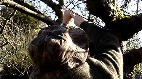 restoring old apple trees part 2