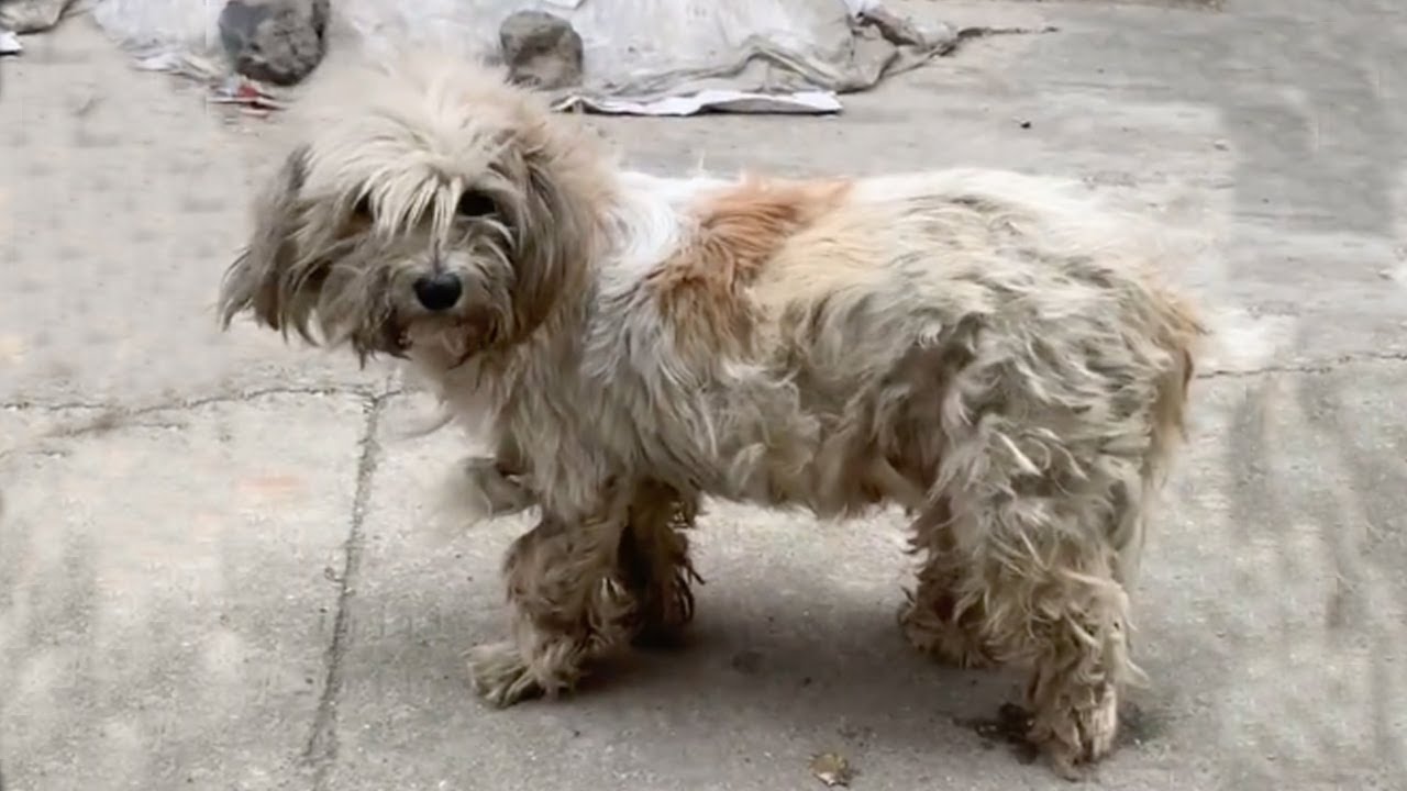 Pregnant with 6 puppies, exhausted mother dog wanders the market looking for food and shelter