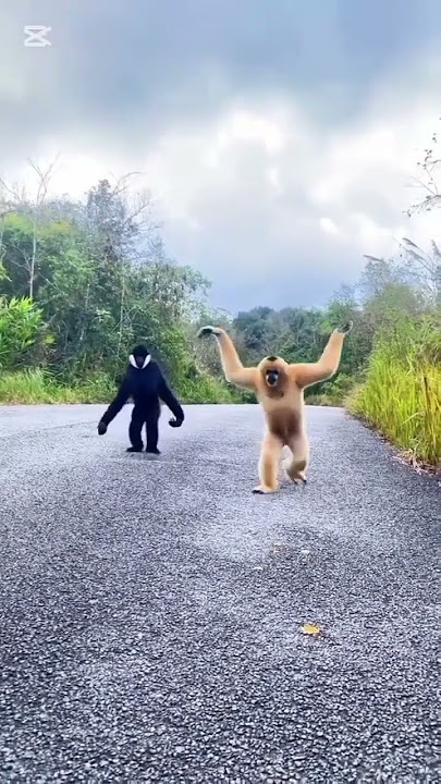 Suara siamang