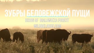 Bison in the Belarus Bialowieza forest: Amazing videos of endangered animals.