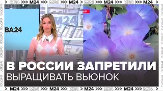 В России запретили выращивать вьюнок, за это можно получить срок - Москва 24