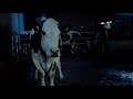"COW" Andrea ARNOLD [First Look Clip 2]