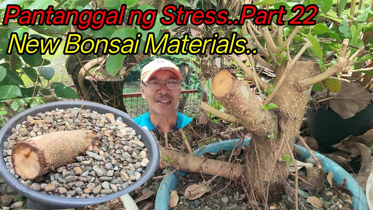 Pantanggal ng Stress..Part 22..New Bonsai Materials project..@jesjuntvkabigkis #bonsai #minibonsai