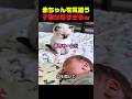 子猫が選んだ健気すぎる行動ｗ #子猫 #猫動画 #赤ちゃんと猫 #猫のいる暮らし #癒し