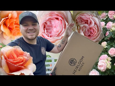 Heirloom Roses unboxing