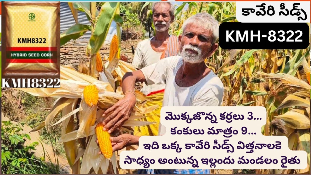 #మొక్కలు 3 # కంకులు మాత్రం 9 ఇది ఒక్క కావేరి సీడ్స్ విత్తనాలకె సాధ్యం అంటున్న ఇల్లందు మండలం రైతు#