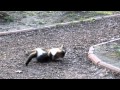 Драка котов в Киевском зоопарке