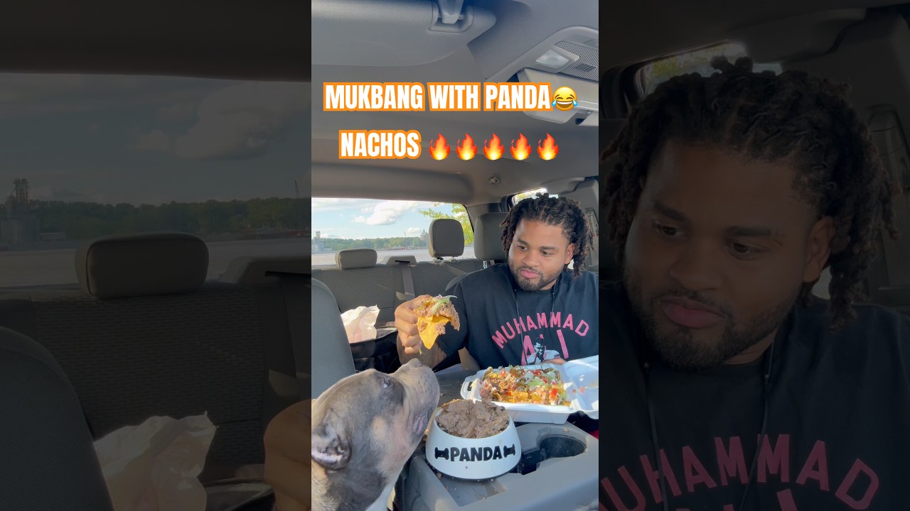 MUKBANG WITH PANDA NACHOS 🔥🔥 #funny #americanbully #puppies #viral #pup #puppy #dogs #mukbang