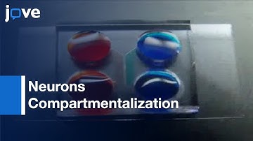 Fabrication Of Microfluidic Device: Compartmentalization Of Neuron Soma & Axons