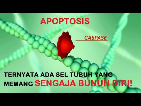 Video: Tindakan Cytotoxic Dan Pro-apoptosis MjTX-I, Fosfolipase A2 Yang Diasingkan Dari Kedua-dua Rama-rama Ular Bothogs Moogeni, Ke Arah Sel-sel Leukemia