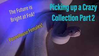 Picking up a Crazy Collection Part 2 | Ball Python Breeding | Paint Clown Stranger