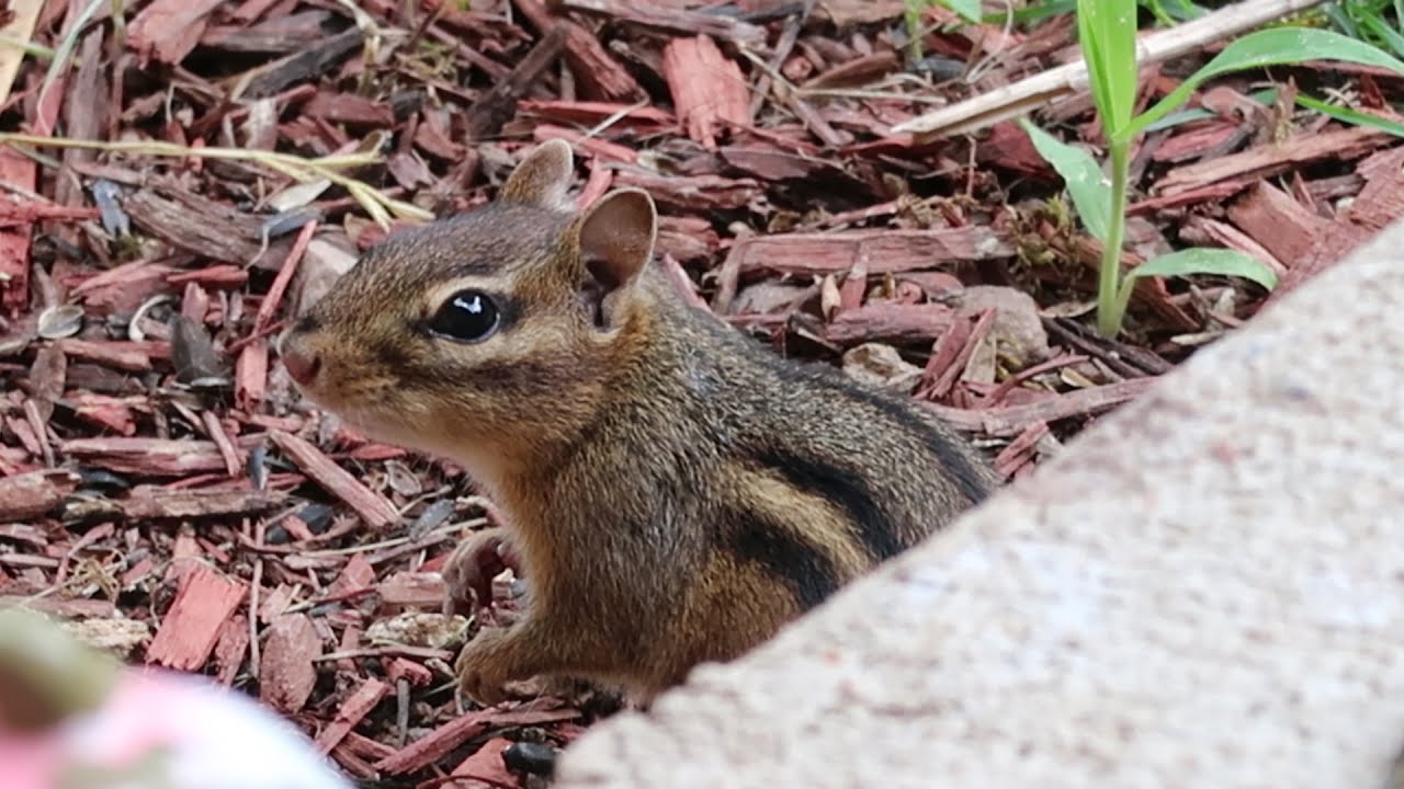 A random chipmunk grabs a snack YouTube
