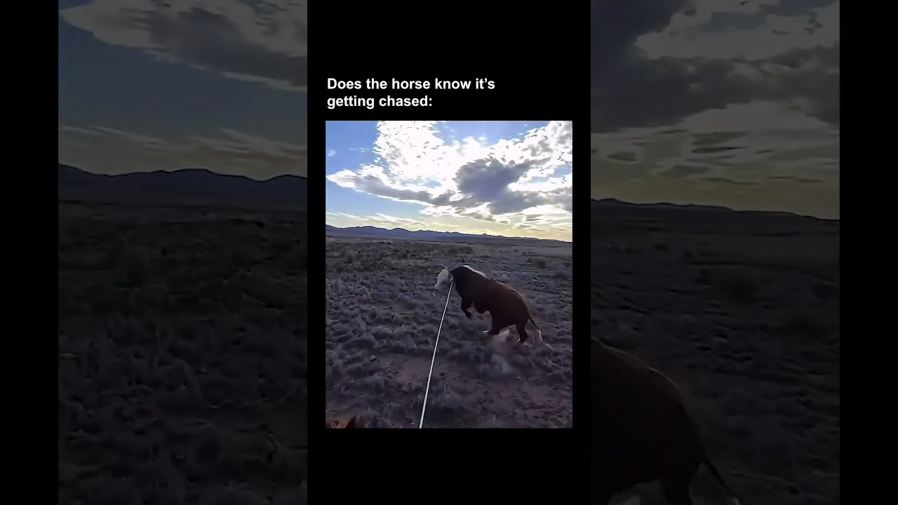 The cow said "my turn now." #cowboys #cowboy #cowboylife #unexpected #viral #animals