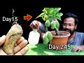 How to grow mango tree from seed at home by grafting        mango bonsai