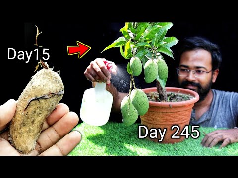 How to grow mango tree from seed at home by grafting | गमले में आम उगाएं | Mango Bonsai