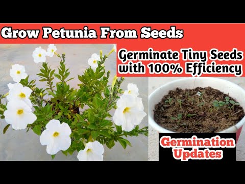 How To Grow Petunia From Seeds || Germination of Tiny Seeds || Grow ...