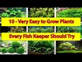 10 very easy to grow plants  any one can grow  happy fins and nature  hindi