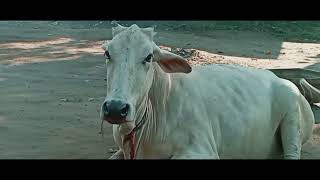 Random Frames Shot On