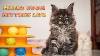 Take a 5minute break with Maine Coon kittens.