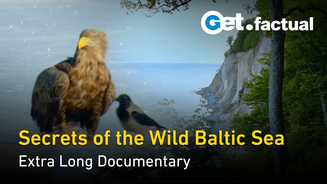 Wildlife and Nature of the Baltic Sea  Extra Long Documentary