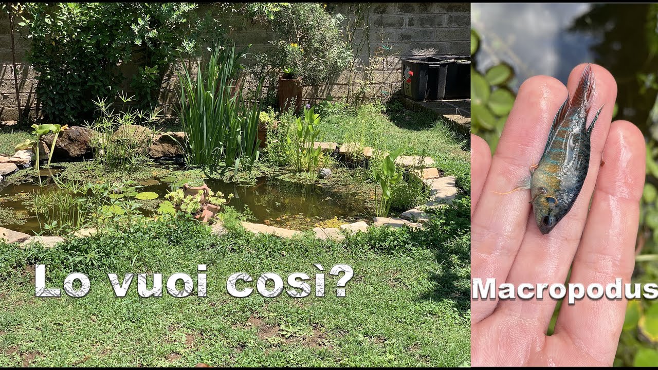 COME SI FA UNO STAGNO?