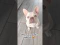 She’s just a baby #frenchbulldog #puppy #dog #funny #funnyvideo #funnyshorts #roblox #minecraft